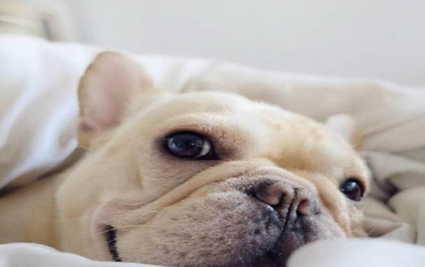 棉花面纱犬哪里有卖