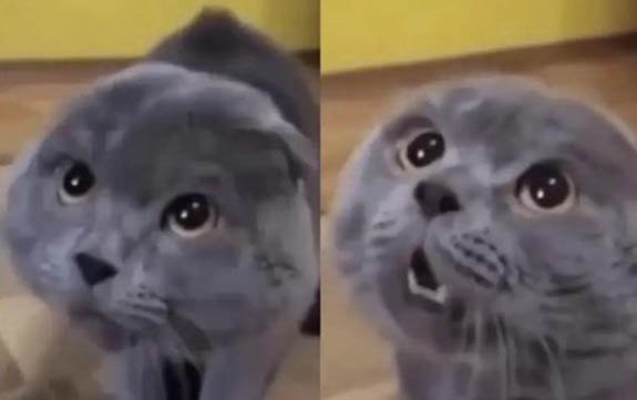 小猫尿失禁可以自愈吗