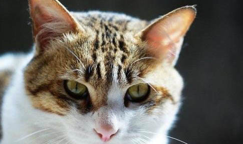 猫咪得鼻支会死吗？