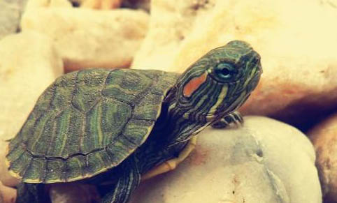 巴西龟开心的表现