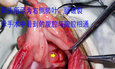 猫咪的喉咙里面好像有痰怎么办