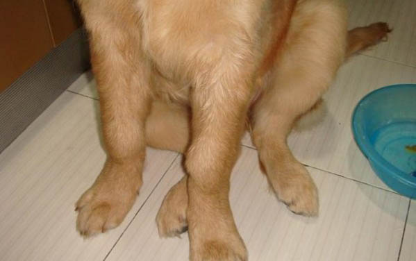 狗狗催吐的方法有哪些啊?