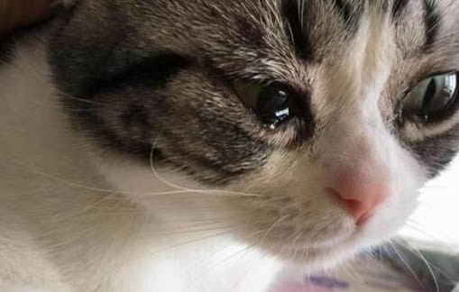猫吃完猫薄荷什么反应
