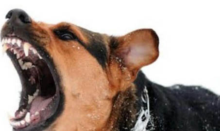 狗得了狂犬病都有什么症状呢