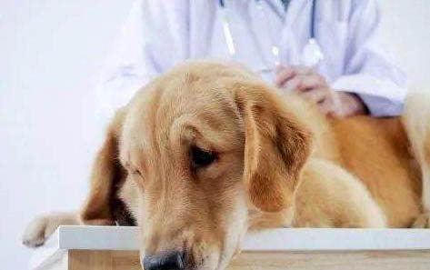 狗狗皮炎的症状是什么