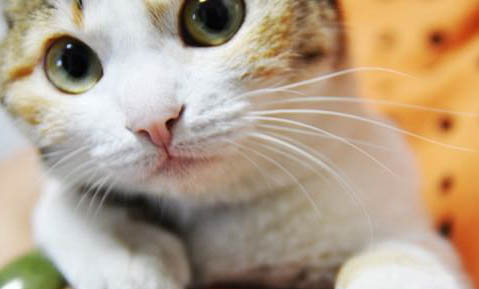 猫咪拉屎不干净到处蹭