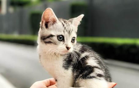 小猫有点拉肚子怎么办