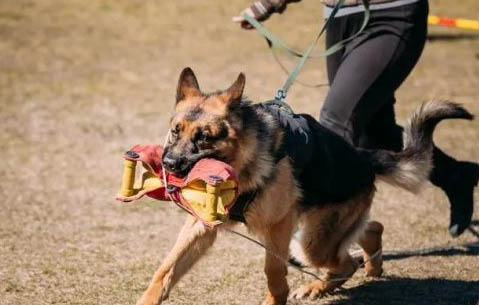 德国牧羊犬呕吐不吃东西的原因及处理方法