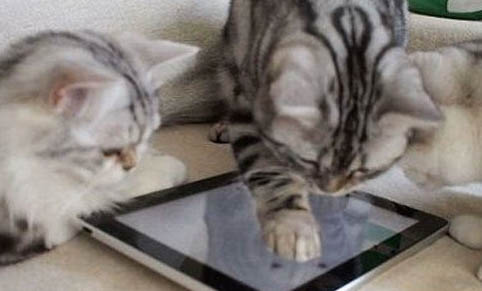 为什么猫不睡猫窝?——探究猫咪偏爱其他地方睡觉的原因