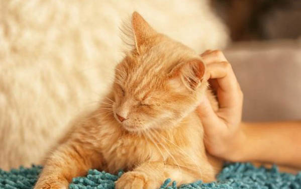 猫咪冬天喝冷水吗