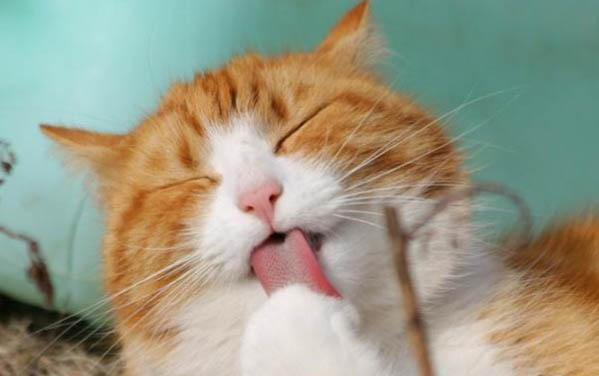 猫咪中毒有哪些症状