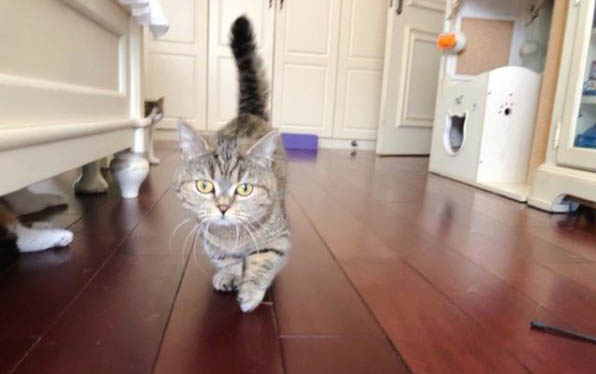 四个月的小猫一天睡多久