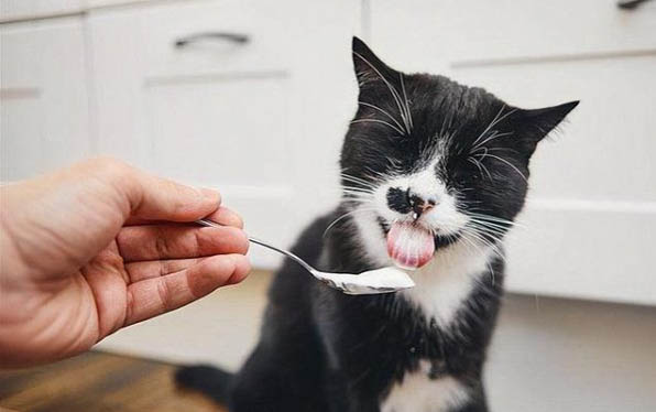 猫咪感冒了可以吃人的感冒药吗？