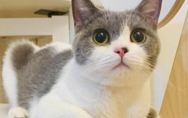 猫吃完就吐怎么办