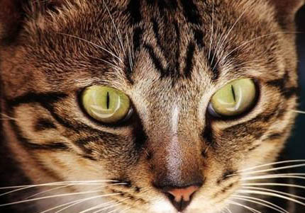 狸花猫为什么被cfa除名?