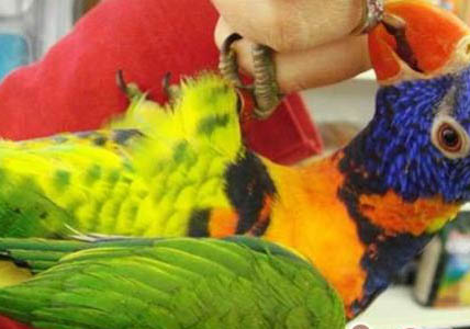彩虹吸蜜鹦鹉都可以饲养吗？
