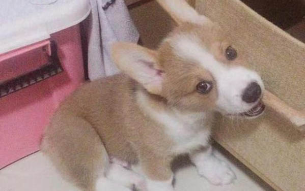 狗狗为什么早产啊