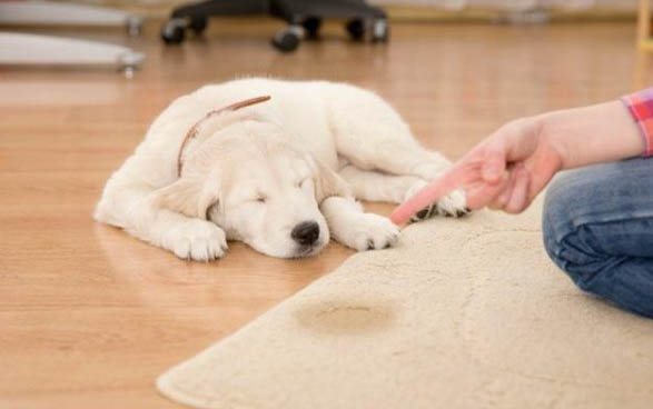 怎么确定狗狗怀孕了