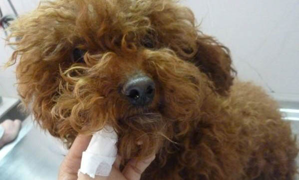 高加索犬一般怀孕几个月生产