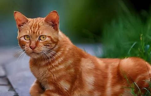 狸花猫记仇表现有哪些