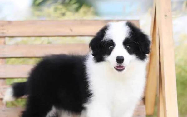 边境牧羊犬护主性强吗