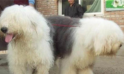 狗狗身上有脓包是怎么回事