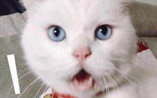 领养猫咪要不要给红包