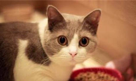 猫得了黄疸以后能活多久?