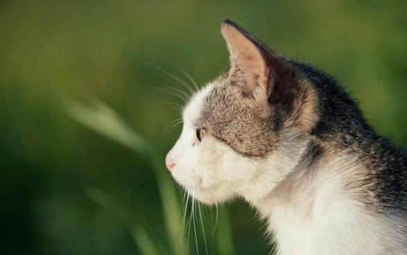 猫咪不吃东西还吐了怎么回事