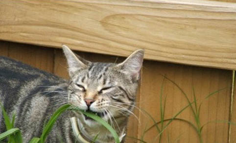 猫有口臭怎么去除，如何改善猫咪口臭