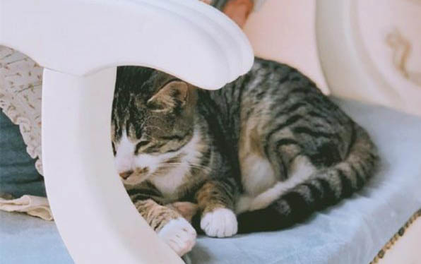 小猫饲养时有哪些注意事项
