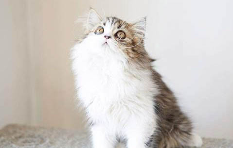高地立耳猫会发病吗