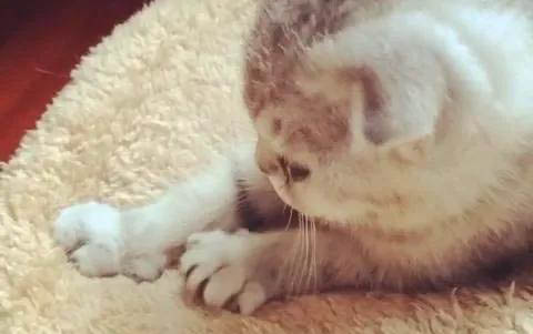 猫咪呼吸像有痰的声音