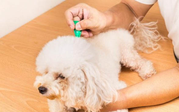细小死了再养狗注意事
