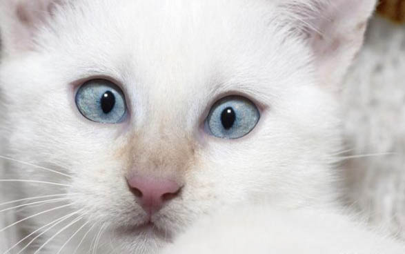 小猫肠胃炎要吃什么药