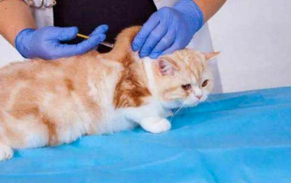 猫咪的眼睛有褐色分泌物