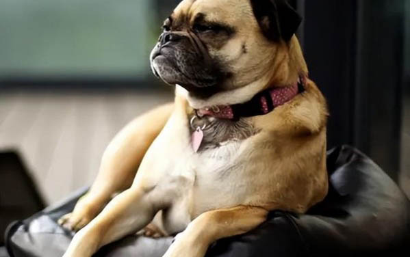 哪里有卖黑色巴哥犬