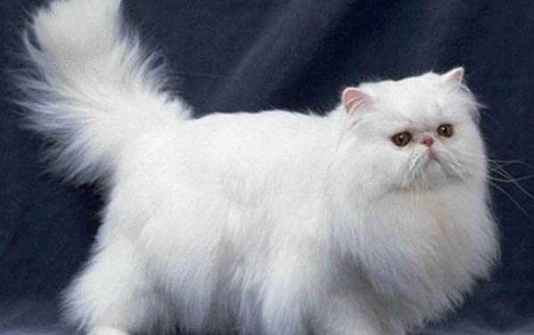 小猫到新家的应激反应有哪些表现