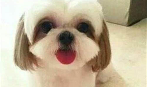 西施犬体外驱虫多久一次