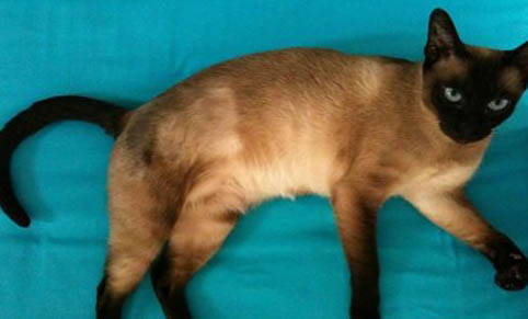 猫咪生宝宝的时候需要人帮忙吗?