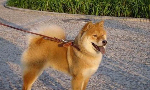怎么区分秋田犬和柴犬
