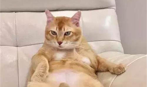 橘猫为啥那么容易胖