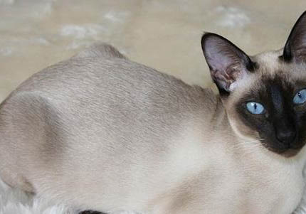 伯曼猫的性格特征