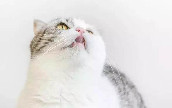 猫咪大便软的原因及处理办法