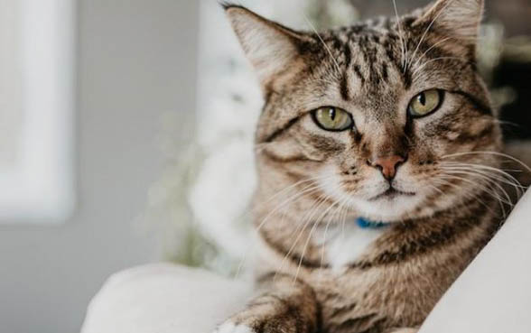 猫不吃不喝不拉咋回事