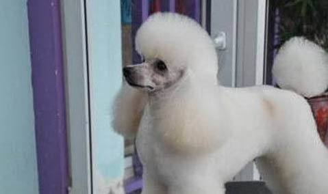 贵宾犬只认一个主人可以吗