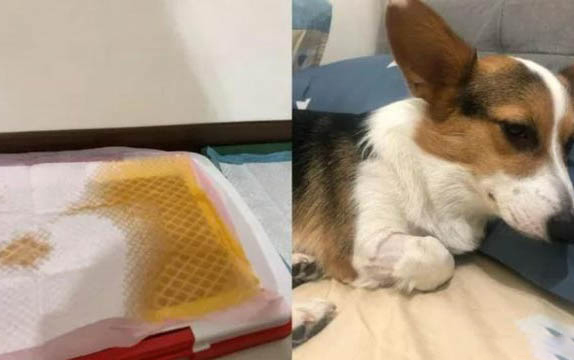 狗能不能吃糯米