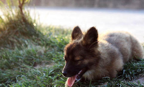 幼犬犬瘟治愈要多久