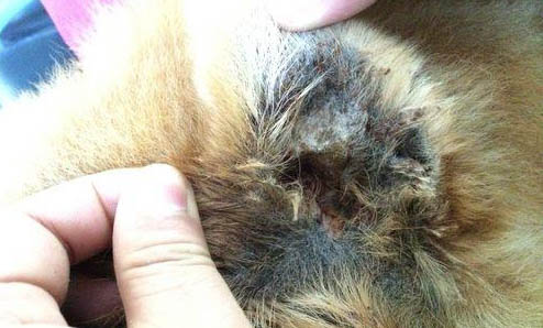 松狮犬鼻子出血的原因及处理方法