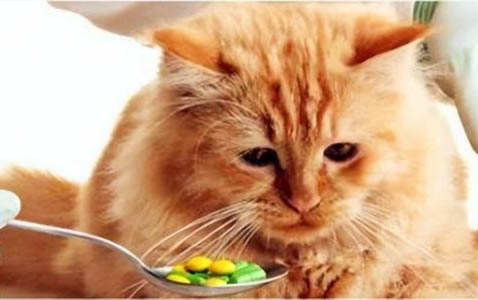 猫喜欢在床上尿尿怎么办